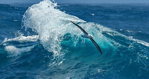 Birds that migrate to the Galapagos Islands by Galapagos Insiders