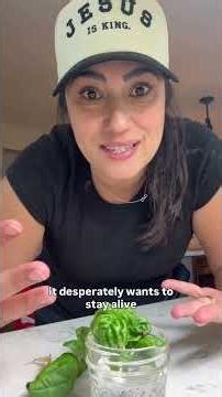 Propagating basil 🌱 #basil #propagation #hydroponicgarden #gardeningforbeginners