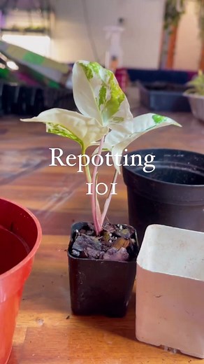 If you size up a pot size by too much, the roots will expend all the plants energy trying to fill up the pot and the leaves will likely suffer a bit. The myth that “a plant will grow as big as the pot it’s in” can really put your plants at risk. It’s best to size up in the spring or summer and ONLY if they need it 💚 #plantsofinstagram #howto #houseplants #planttips #plantsplantsplants #plantrepot #repottingplants #joyofplantsshop