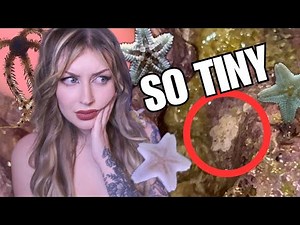 PEST STARFISH ARE TOO CUTE TO KILL | New Aquarium Build Pt 2