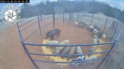 Huge #bigpigtrap catch!! | Big Pig Trap