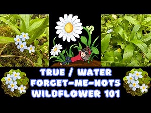True /Water Forget-me-not - Myosotis scorpioides - Wildflower 101 Episode 85