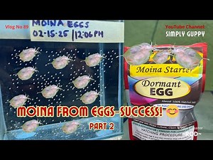 Daphnia Culture Part 2 | Moina Eggs Hatching Success! | Vlog 89