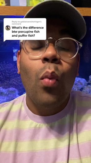 Differences Between Puffer Fishes and Porcupine Fishes