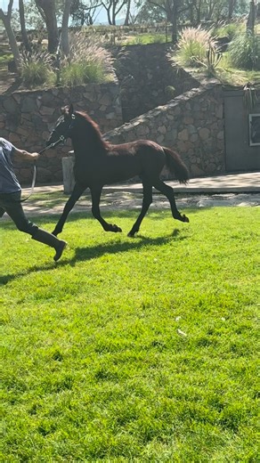 Potro Friesian KFPS importado 6 meses Si buscas calidad | Rancho El Descanso - Eventos y Criadero de caballos