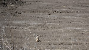 City orders contractor working on major intersection project to pay for prairie dog damage
