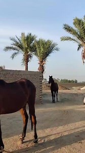 2.2M views · 20K reactions | Horse breeding full Video #horse #breeding #animalslover #foryou #viral #entertainment | Chajrah Horse Form | Facebook