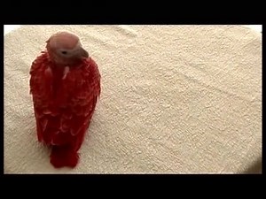 183K views · 2.5K reactions | Red African Grey Please consider...