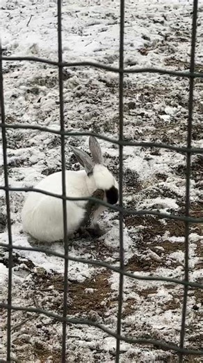 I seem to have interrupted their chat—they look absolutely adorable.