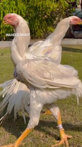 White Rooster Parrot Beak #rooster #birds #parrotbeak | Waheed Bhait