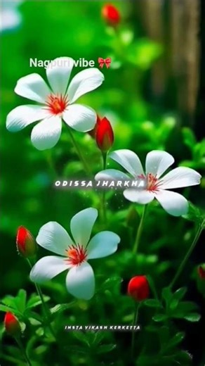 Badnam hoigelo tore pyaar me #nagpuri #nagpurisong #song #viralnagpurisong