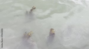Submerged plants sway slowly under the surface of green water, creating a calm and mysterious underwater mood.