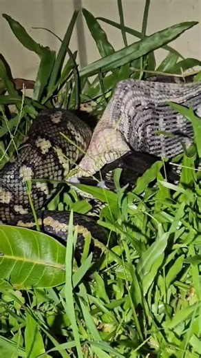 Check out the size of the mouth on this Coastal Carpet Python as it takes its last few mouthfuls of dinner.... | I'll Catch It Snake Relocations