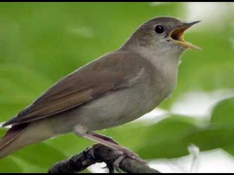 SERENADA PRIVIGHETORII