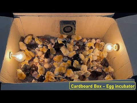 How to make Egg incubator at home - Cardboard Box Egg Incubator - Hatched chicks