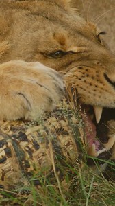 The rare Leopard Tortoise uses amazing survival tactics! | Nature Bites