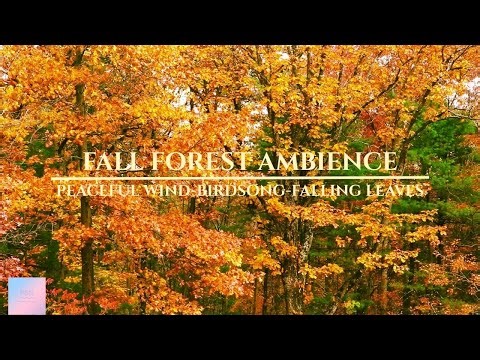 FALL FOREST AMBIENCE 🍂🍁 Relaxing Wind, Birdsong & Falling Leaves for Sleep, Study or Calm Mind