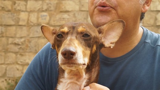 This is how a homeless dog rises after being left on the streets