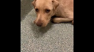 Take a sneak peak of the animals we have in our care 🐶🐱 From kittens to 11 year old cats, from pups to 10 year old dogs; we got it all! Come adopt/foster your new furry friend 💕 “Second hand animals make first class pets.” 🐾 | Lubbock Animal Services