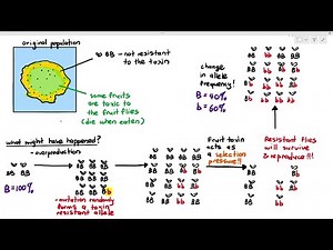 17-8 How Mutation Causes Evolution: Antibiotic Resistance (Cambridge AS A Level Biology, 9700)