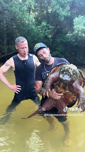 Amazing time researching these alligator snapping turtles with the Panhandle Turtle Project & @Jeff Corwin #turtles #snappingturtle #alligatorsnappingturtle #research #animals