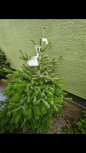 🎄 **Nordmann Fir Christmas Trees – Now in Stock!** 🎄 Our fresh, premium **Nordmann Fir Christmas Trees** have arrived! Known for their soft needles, beautiful shape, and long-lasting freshness, they’re the perfect centrepiece for your festive home. ✨ Plus… our gorgeous **Holly Wreaths** are now available! Handmade, vibrant, and full of festive charm — ideal for doors, walls, or gifting. 🎁 Visit us in shop and bring home a little extra Christmas magic home. #ChooseLocal #christmasdecor #nordma