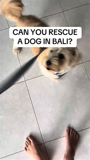1.7K views · 99 reactions | Meet Ned — our Bali rescue pup living his best island life!  From beach runs to bath time, sun naps, and playtime with Twig the tortoise — it’s a full day of fun for our cheeky boy. He’s been with us for 6 months now, and we couldn’t imagine Bali life without him!  #BaliRescueDog #LifeInBali #BaliFamilyFinds #DogsofBali #IslandLife | Chad and Mia - Bali Family Travel | Facebook