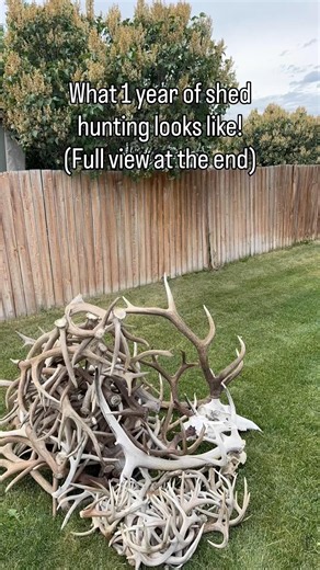 Guess how many miles went into this? #shedhunting #shedhunter #elk #deer #muledeer #shedpursuit