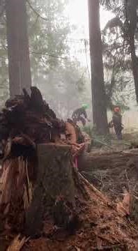 TT Timber Tree Felling