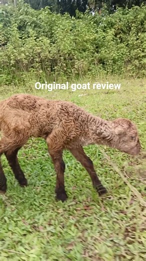 Original GOAT 🐐 Review | Surprise Unboxing 😂🔥 #trending