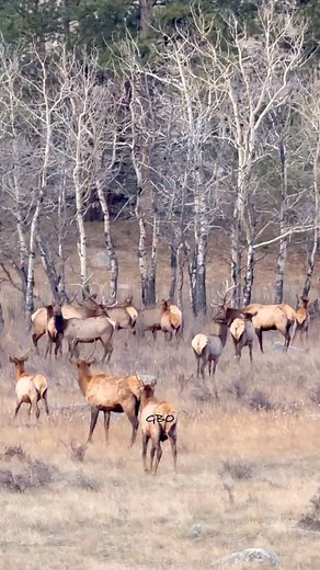 60K views · 43K reactions | November fight part 1. #photography #wildlife #nature #reels #foryoupageシ #elk #bullelk #wildanimals #colorado | Good Bull Guided | Facebook