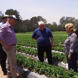 🚌 Broadbeach ➡️ Chambers Flat Strawberry Farm Today we announced Working Holiday Maker visa changes to support our farmers and their local communities. #BackingQueenslanders | Scott Morrison (ScoMo)