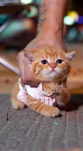 Poor cat可怜小猫卖烧烤