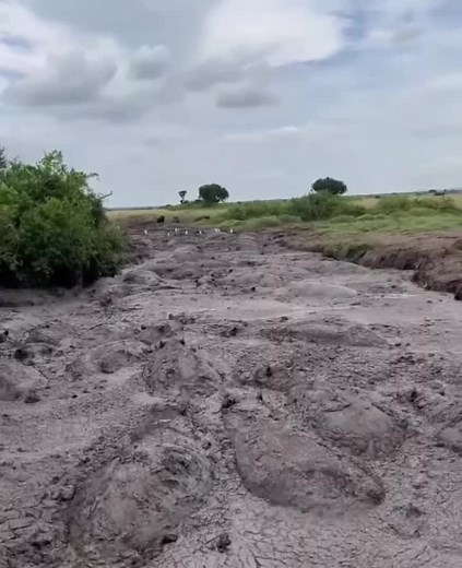 Hippo's Relaxing Mud Bath Spa Day | Wildlife and Nature Adventure