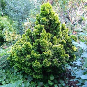 Chamaecyparis Obtusa ‘nana Lutea’ #1- Beautiful Evergreen Hinoki Cypress - Etsy
