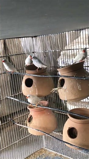 Snow White Zebra Finches Breeding Colony | Cute White Finches Enjoying | Bird Short