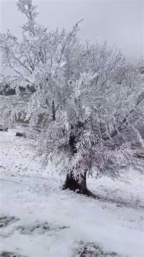 195 | Tree Rings Tell Time! 🕰️🌳 | Nature’s Calendar 🌦️📖