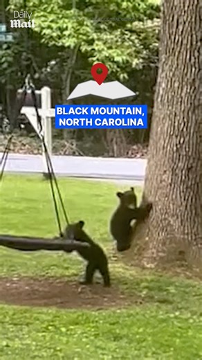 Your swing belongs to the bear cub now 😅 | Daily Mail Entertainment