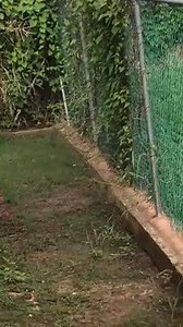 The Reporter has received this footage of a shootout between elements of the Police and what we are told are persons who tried to rob a chicken delivery truck in the Gungulung area of Belize City. There is confirmation that Police have detained one person. We're trying to get more information. | The Reporter