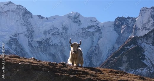 A wild yak, a high-altitude animal, in Nepal’s Everest region in front of snow-capped Himalayan mountains, appearing like the mighty king of the Himalayas in this dramatic alpine scene.
