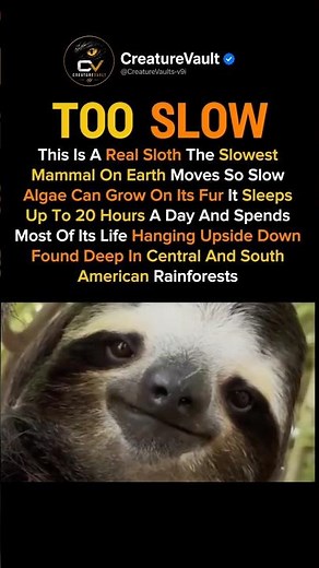 Real Sloth Facts 😳 The World’s Slowest Animal Sleeps 20 Hours A Day! 🌿