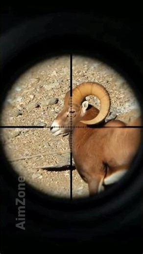 Hunter Takes Aim at Wild Mountain Argali | Epic Mountain Hunt