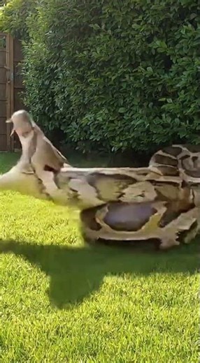 The Python Thought It Found Easy Prey… But the Cat Wasn’t Having It 🐱🔥🐍 #고양이 #뱀 #쇼츠 #반전 #미스터리 #동물