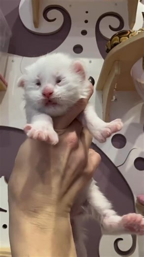 #mainecoonkitten | Maine coons kittens for adoption and rehoming