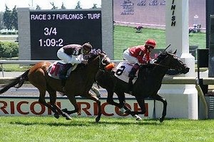 Woodbine Racetrack Picks, Entries, Race Schedule, Best Bets & More | TwinSpires