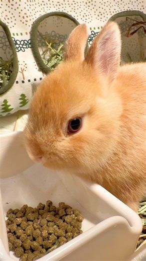 Baby Bunny Eating🐰ASMR🎧 #rabbit #pets #bunny #asmr #cute #animals #funny #shortvideo #shorts