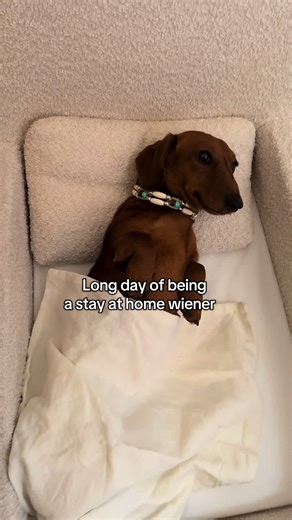 The hard life of a mini doxin #minidoxie #minidoxiesoftiktok #minidachshund #dachshundsoftiktok #dogsoftiktok