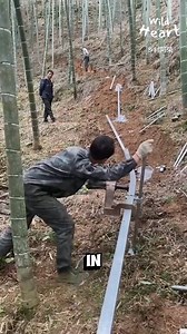 64K views · 38 reactions | Monorail Transforms Hillside Farming - Wild Heart | Angie vc | Facebook