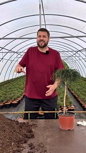 2.1K views · 733 reactions | 華Jak zasadzić iglaka do donicy? 華 Zobacz...