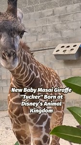 594K views · 8.4K reactions | Meet Tucker the New Baby Giraffe Born at Disney's Animal Kingdom 漣 #babygiraffe #disneyanimalkingdom #disneyworld #disneyanimals | Chip and Company | Facebook